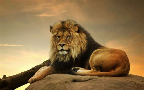 صور الاسد الافريقي african lion عالم الصور