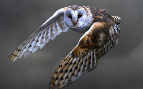 wallpaper owl flying barn owl wings  hd picture image