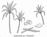 Cane Sugar Sugarcane sketch template