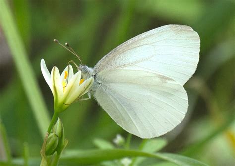 west virginia white alabama butterfly atlas