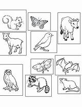 Nocturnal Animals Coloring Pages Getdrawings Animal Getcolorings sketch template