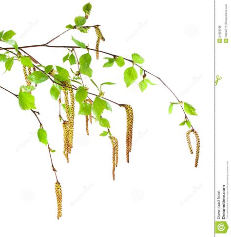 birch branch royalty  stock  image