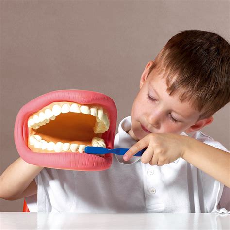 giant teeth dental demonstration model cd primary ict