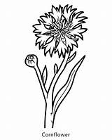 Cornflower Bleuet Fiordaliso Kornblume Fiore Blume Malbuch sketch template