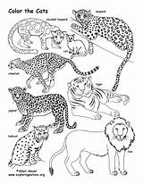Coloring Cat Family Pages Big Color Animals Cats Printable Animal Exploringnature Zoo Nature Drawing Getdrawings Exploring Choose Board Save Sponsors sketch template
