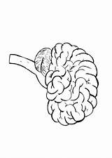 Cerebro Gehirn Brain Coloring Cervello Colorare Dibujos Educima Malvorlage Edupics sketch template