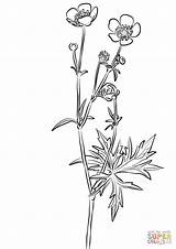 Buttercup Ranunculus Acris Meadow Supercoloring sketch template