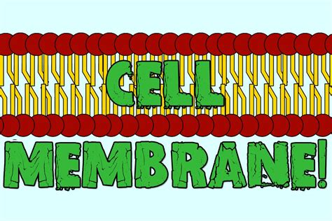 cell membrane youtube