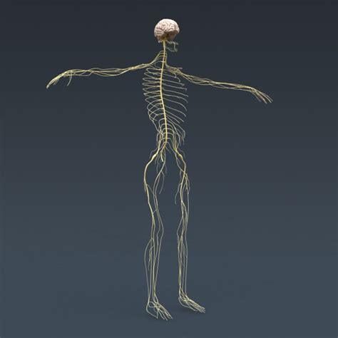 Human Male And Female Anatomy Body Muscl 3d Model Max Obj 3ds