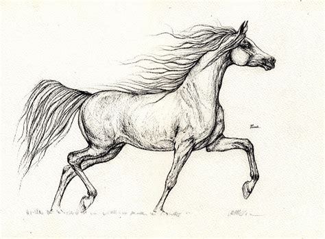 arabian horse drawing    drawing  angel ciesniarska