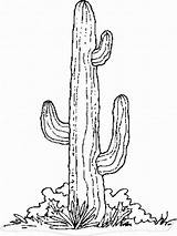 Cactus Coloring Pages Outline Drawing Template Saguaro Flower Color Printable Sheet Colouring National Flowers Print Kids Park Cacti Pencil Getdrawings sketch template