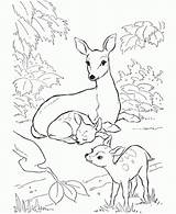 Deer Coloring Pages Baby Family Colouring Kids Drawing Mule Forest Rocky Printable Animal Mother Sheets Two Balboa Patterns Print Whitetail sketch template