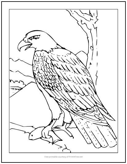 bald eagle coloring page print