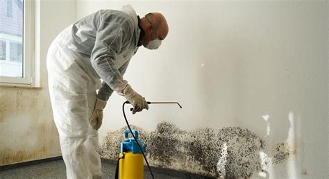 black mold removal mold