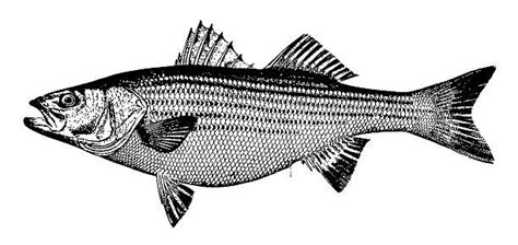 Sea Bass Illustrations Royalty Free Vector Graphics