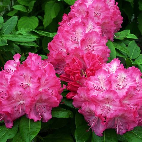 large flowered rhododendron collection evergreen rhododendron shrubs