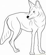 Coyote Coyotes Coloringpages101 sketch template