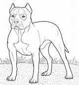 Pitbull Coloring Pages Dog Puppies Printable American Super Color Puppy Supercoloring Dogs Pitbulls Choose Board Categories Beagle Bulldog sketch template
