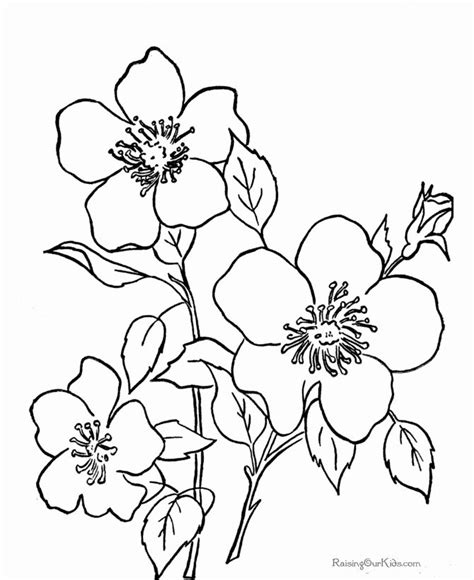 flowers coloring sheets  printable   flower coloring pages