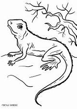 Lucertole Lizard Disegno Portalebambini Salvato sketch template