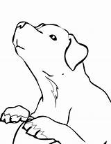Retriever Labrador Malvorlagen Puppies Getdrawings Getcolorings Realistische sketch template