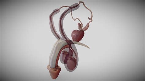 male reproductive system buy royalty free 3d model by ebers ebers