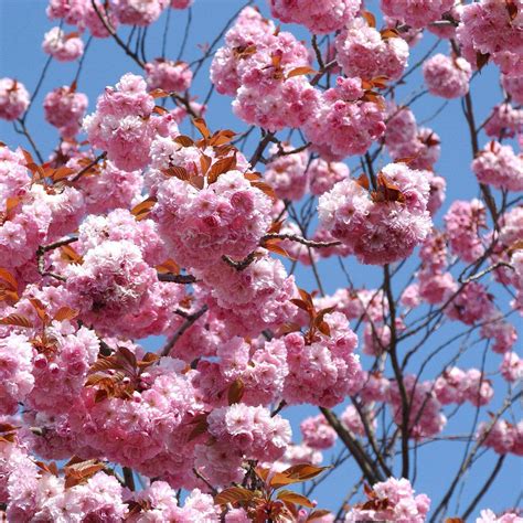 japanische nelkenkirsche kanzan prunus serrulata
