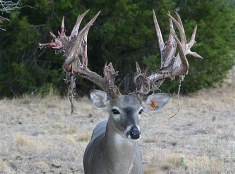 awesome   deer shedding  velvet