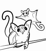 Glider Sugar Coloring Pages Gliders Drawing Svg Color Animal Clipart Printable Sugarglider Silhouette Print Template Colouring Clip Drawings Sheet Glidergossip sketch template