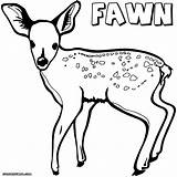 Fawn Coloring Deer Pages Drawing Getdrawings sketch template
