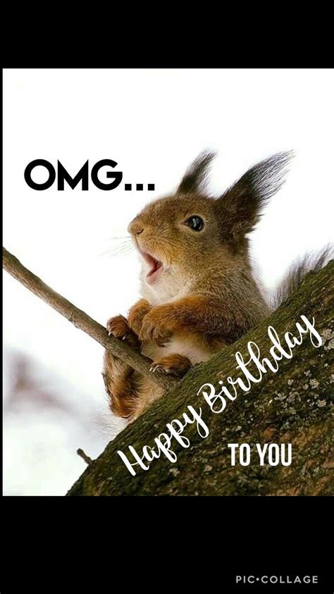 omg squirrel bday funny happy birthday meme happy birthday squirrel happy birthday meme