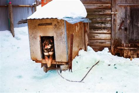 dog house warm   winter pawscessories