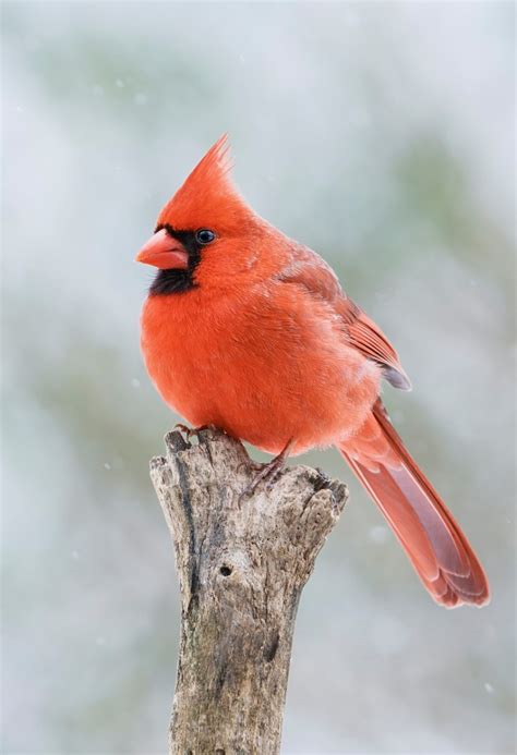 northern cardinals flashes  brilliance  farm   yard