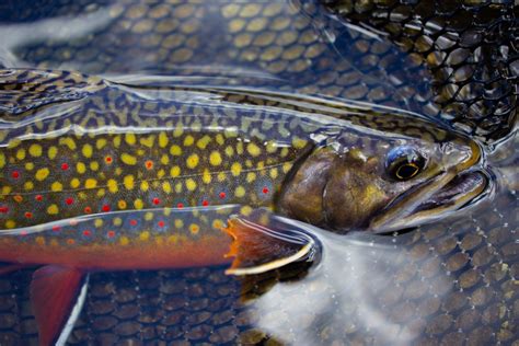 brook trout ndow