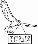Hawk Coloring Pages Printable Hawks Red Tailed Supercoloring sketch template