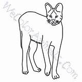 Serval Coloring Pages Click sketch template