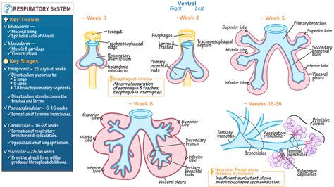 respiratory system development   respiratory system ditki medical biological sciences