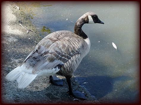Leucistic Canada Goose There S Only One But He S So