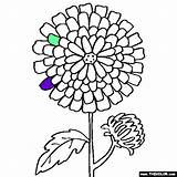 Coloring Flower Chrysanthemum Online Pages Visit Mums sketch template