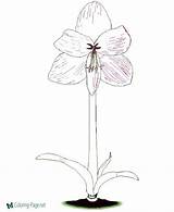 Coloring Pages Flower Flowers Printable Amaryllis Amarylis sketch template