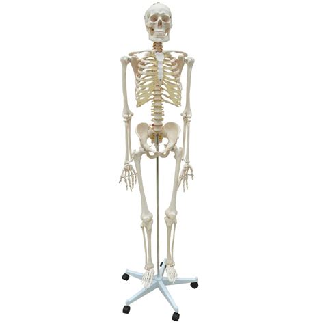 modelo anatomico esqueleto padrao esqueleto humano modelo de