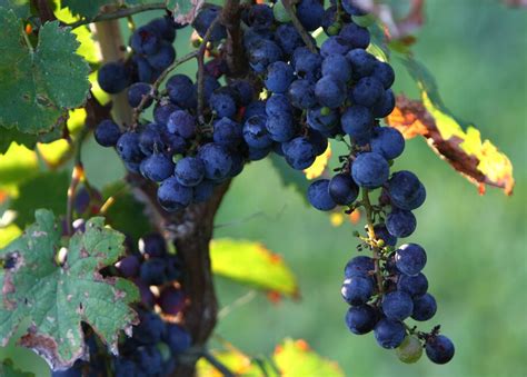 wine grape growers felt  squeeze