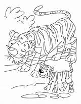 Tiger Coloring Cub Pages Mother Cubs Kids Popular sketch template
