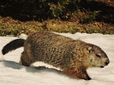 groundhog wiki everipedia