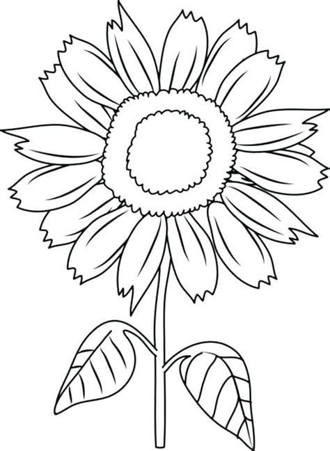 sunflower coloring pages  adults  getcoloringscom