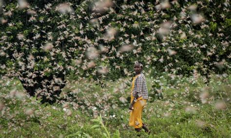 kenya suffers worst locust infestation in 70 years as millions of