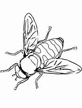 Abejorro Dibujos Animais Voadores Bees Insect Malvorlagen Voam Abejorros Abejas Bienen Wespen Bee6 Pintarcolorir Reacciones I451 Aprenden Divierten Juegan sketch template
