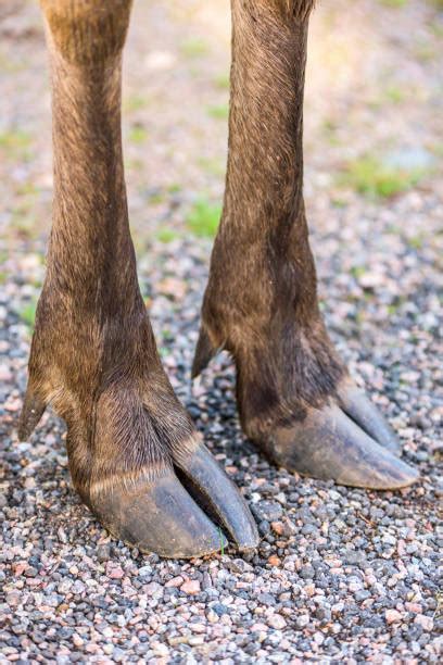 hoof prints pics stock  pictures royalty  images istock