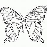 Drawing Animals Pages Butterfly Coloring Ulysses Drawings Printable Animal Line Outline Color Print 3d Kids Sheets Clipart Adult Vlinder Template sketch template