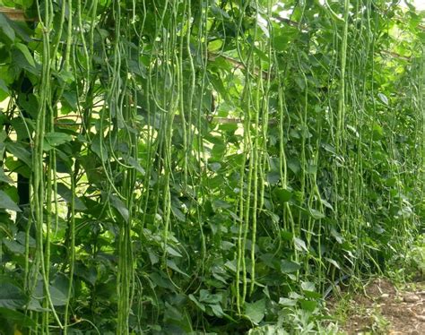 50 Green Yard Long Asparagus Bean Seeds
